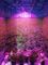 ইনডোর সিএক্সবি 3590 ব্রিজলাক্স সম্পূর্ণ স্পেকট্রামের নেতৃত্বে কবি চিপ হালকা বাড়ান